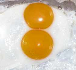 double yolk egg
