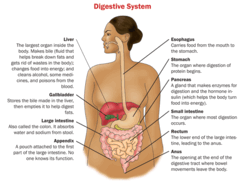 woman entrepreneur digestive tract